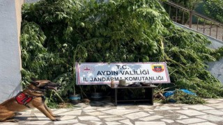 Evinin bahçesine saklamak istedi, narkotik köpeğine takıldı