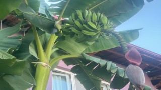 İnat etti, 700 rakımda muz yetiştirdi