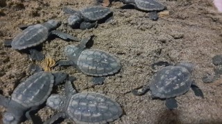 Işık kirliliği yönlerini şaşırttı, gönüllüler kurtardı