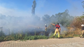 Sazlık alanda yangın paniği