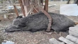 Silahla yaralanan domuz Doğal Yaşam Parkı'nda iyileştirildi