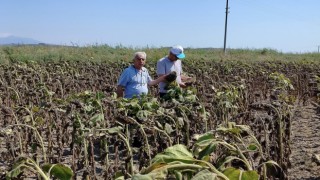 Söke’de ayçiçeği veriminin geçmiş yılları geride bırakması bekleniyor