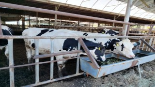 Söke'de hastalıktan ari işletmeler denetlendi