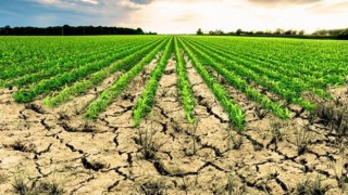 Aydın’da işlenmeyen tarım arazilerinin listesi ilan edildi