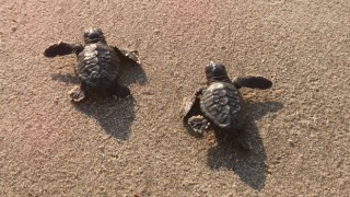 Caretta carettalar denizle buluştu