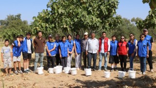 Gönüllü gençler incir üreticisinin alın terine ortak oldu