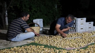 İncir üreticisi gecesini gündüzüne katarak üretim yapıyor