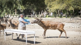 İyileşen kızıl geyik yeni yuvasında