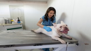 İzmir’de el konulan 20 cins köpek Işıkkent Köpek Bakımevi’nde