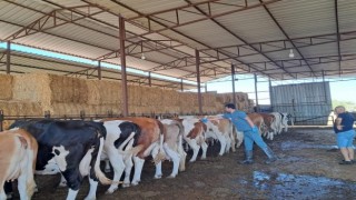 Nazilli’de aşılama çalışmaları sürüyor