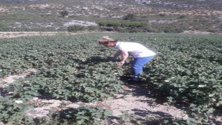 Söke'de zararlı popülasyonunda artış gözlemlendi