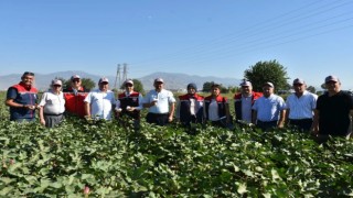 Tarım İl Müdürü Temiz: "Pamuk Aydın için stratejik bir ürün"