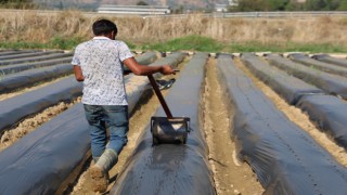 Aydın’da kış çileği hazırlıkları başladı