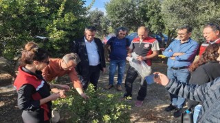 Aydın'da sakız ağacı üretimi yaygınlaştırılacak