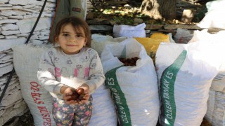 Aydın'ın dağlarında kestane sezonu sona erdi