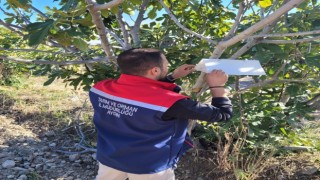 Buharkent’te meyve sineğiyle mücadele aralıksız sürüyor