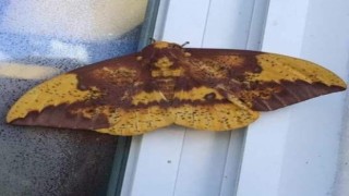 Kelebeğin sırtındaki insan silüeti dikkat çekti