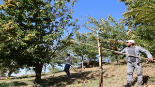 Nazilli’de kestane işçi yevmiyeleri belli oldu