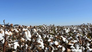 Söke Ovası’nda pamuk hasadı sürüyor