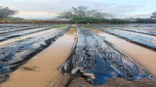 Sultanhisar’da sağanak çilek tarlalarını vurdu