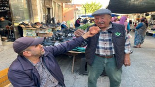 Aydın'da çıntar çıktı, kilosu 500 TL