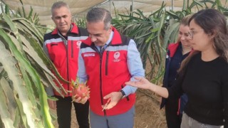 Aydın'da pitaya üretimi genişliyor