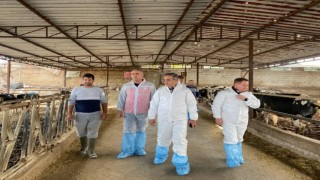 Aydın'da şap hastalığına karşı 565 bin 687 doz aşı uygulandı