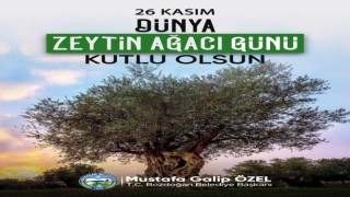 Başkan Özel “Zeytin ağacı geçmişin mirası geleceğin bereketidir”