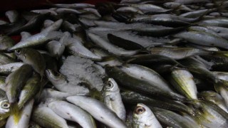 Bozdoğan'da balık tezgahlarının en çok tercih edilen çeşidi hamsi oldu