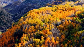Çameli'nin titrek kavak ormanları bulutların arasında görsel şölen sunuyor