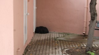 Camii avlusunda şüpheli çanta paniği