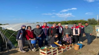 Coğrafi işaretli 'Sultanhisar Çileği'nde hasat sevinci