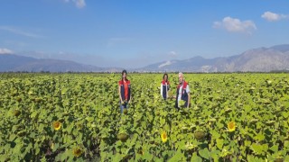 Söke’de 10 bin dekarlık alana ayçiçeği tohumu dağıtılacak