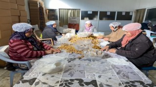 Türkiye'nin yüzde 33'ünü karşılayan Aydın Kestanesi, ihracata hazırlanıyor