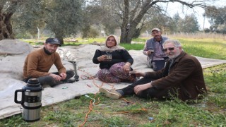 Aydın’da piknik havasında zeytin hasadı