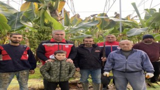 Efeler'de muz hasadı başladı