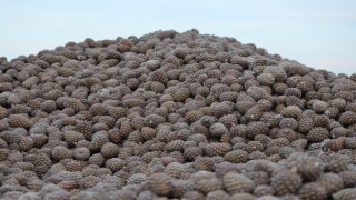 Kozalak işleme tesislerinde yoğun mesai dönemi