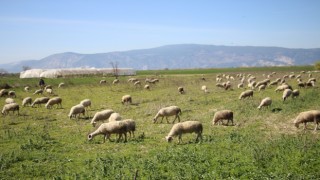 Söke’de yetiştiricilere destekleme icmali uyarısı