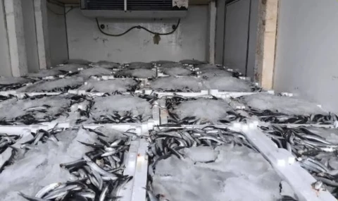 Nakil belgesiz 290 kasa balığa el konuldu