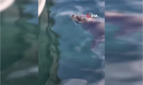 Yavru Akdeniz foku ilgi odağı oldu