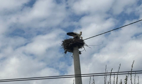 Bozdoğan’da baharın müjdecisi leylekler yuvalarına döndü