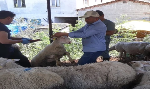 Karpuzlu’da küçükbaş hayvanlar kayıt altına alınıyor