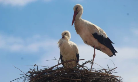 Leylek "Efe" ve "Ada" yeniden yuva kurdu