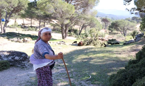 Beşparmak Dağları'nda çobanlığı terk etmeyen sadece Rukiye bacı kaldı