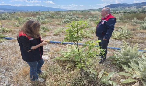Buharkent’te ilek bahçelerinde sevindiren gelişme