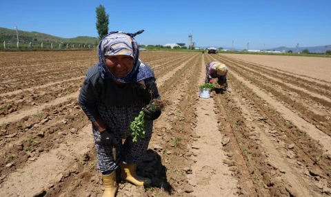 Çine’de üreticiler tarlada: Biber ekimi başladı