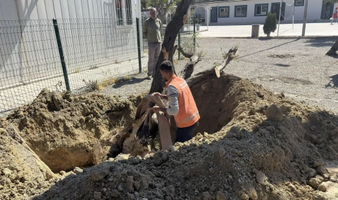 KUŞADASI BELEDİYESİ 410 AĞACI KESİLMEKTEN KURTARDI