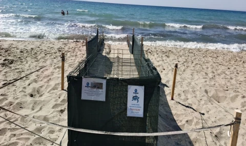 Kuşadası ve Didim’de Caretta caretta hareketliliği arttı