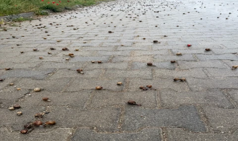 Nazilli’de yağmur sonrası ilginç manzara!