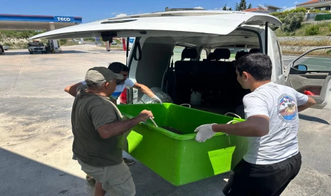 Yaralı Caretta caretta’ya yardım eli uzandı